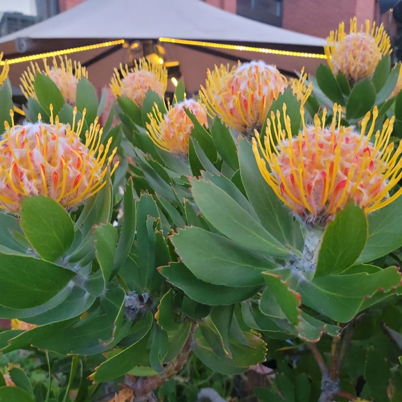 Meet your Posher, Rory - Picture 3 of 4